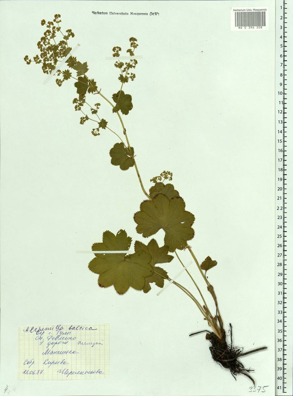 Alchemilla baltica Sam. ex Juz., Eastern Europe, Central region (E4) (Russia)