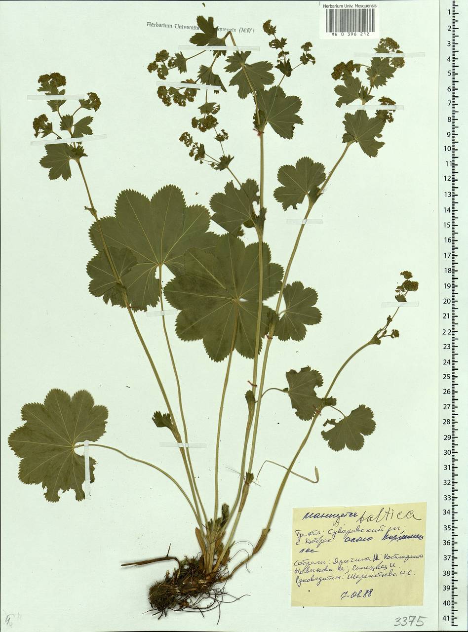 Alchemilla baltica Sam. ex Juz., Eastern Europe, Central region (E4) (Russia)