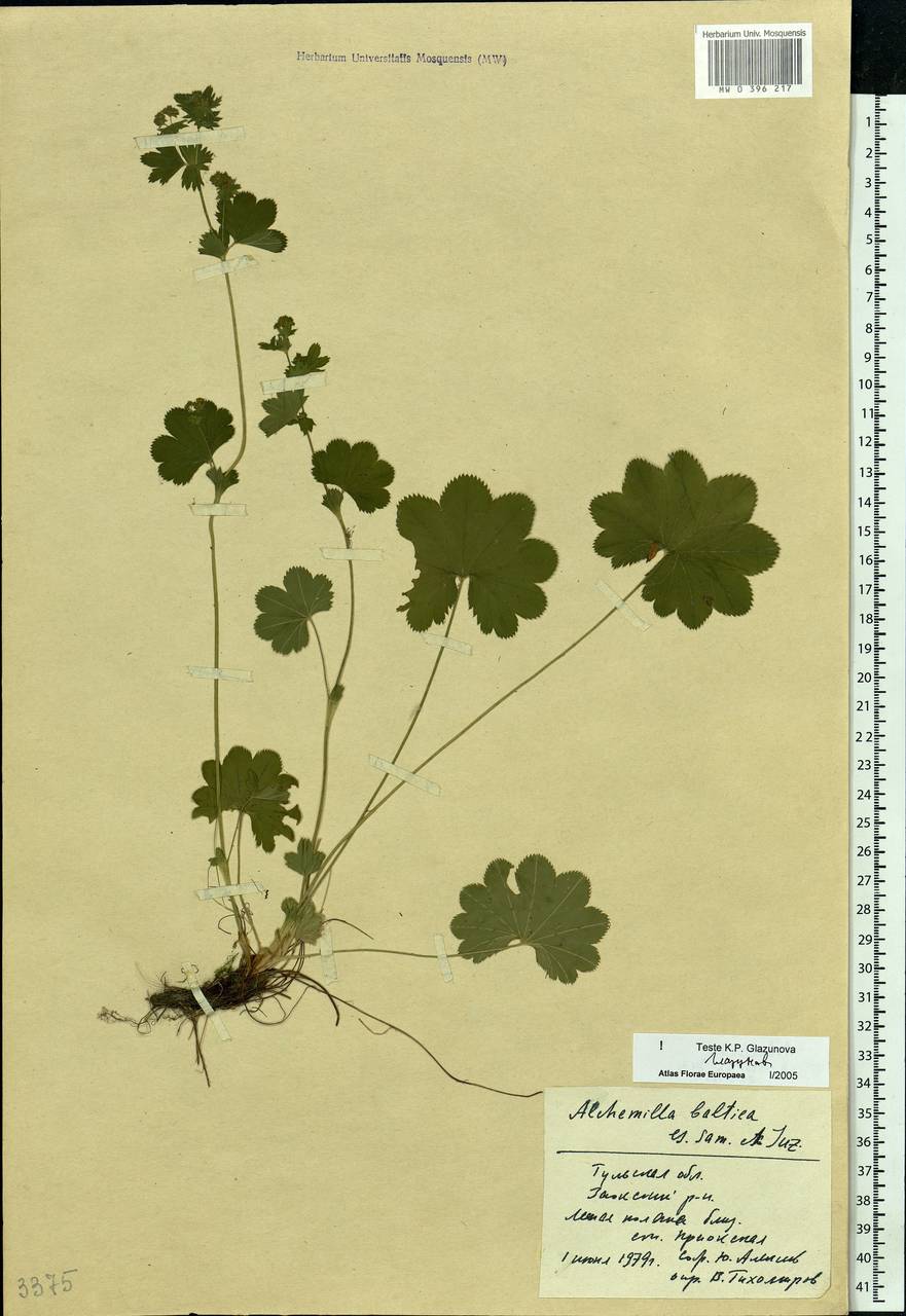 Alchemilla baltica Sam. ex Juz., Eastern Europe, Central region (E4) (Russia)