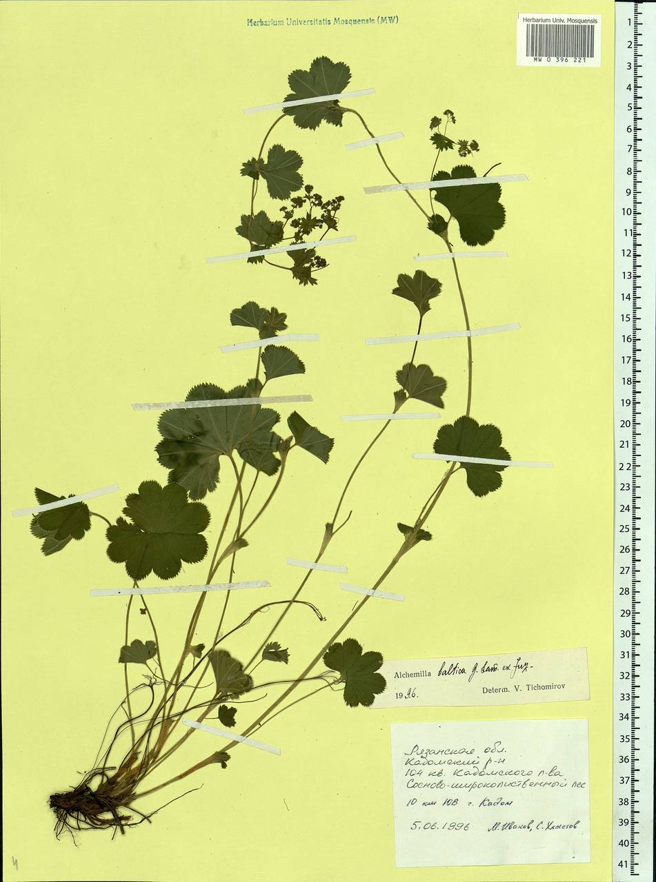 Alchemilla baltica Sam. ex Juz., Eastern Europe, Central region (E4) (Russia)