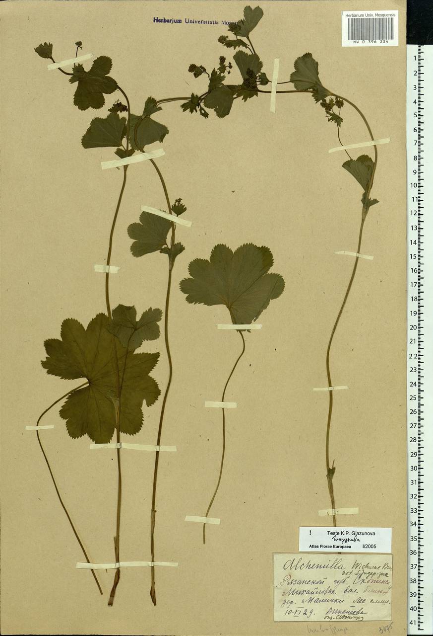 Alchemilla baltica Sam. ex Juz., Eastern Europe, Central region (E4) (Russia)