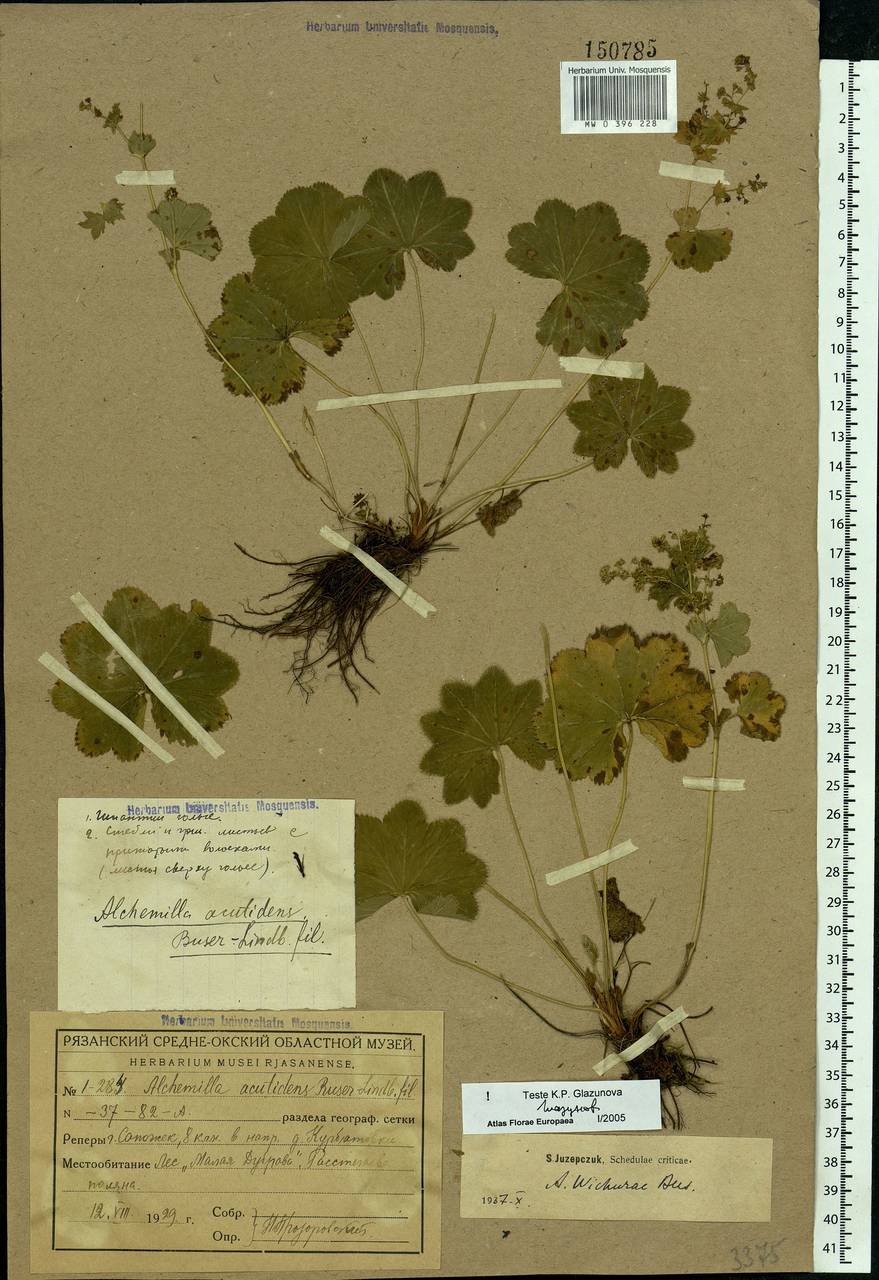 Alchemilla baltica Sam. ex Juz., Eastern Europe, Central region (E4) (Russia)