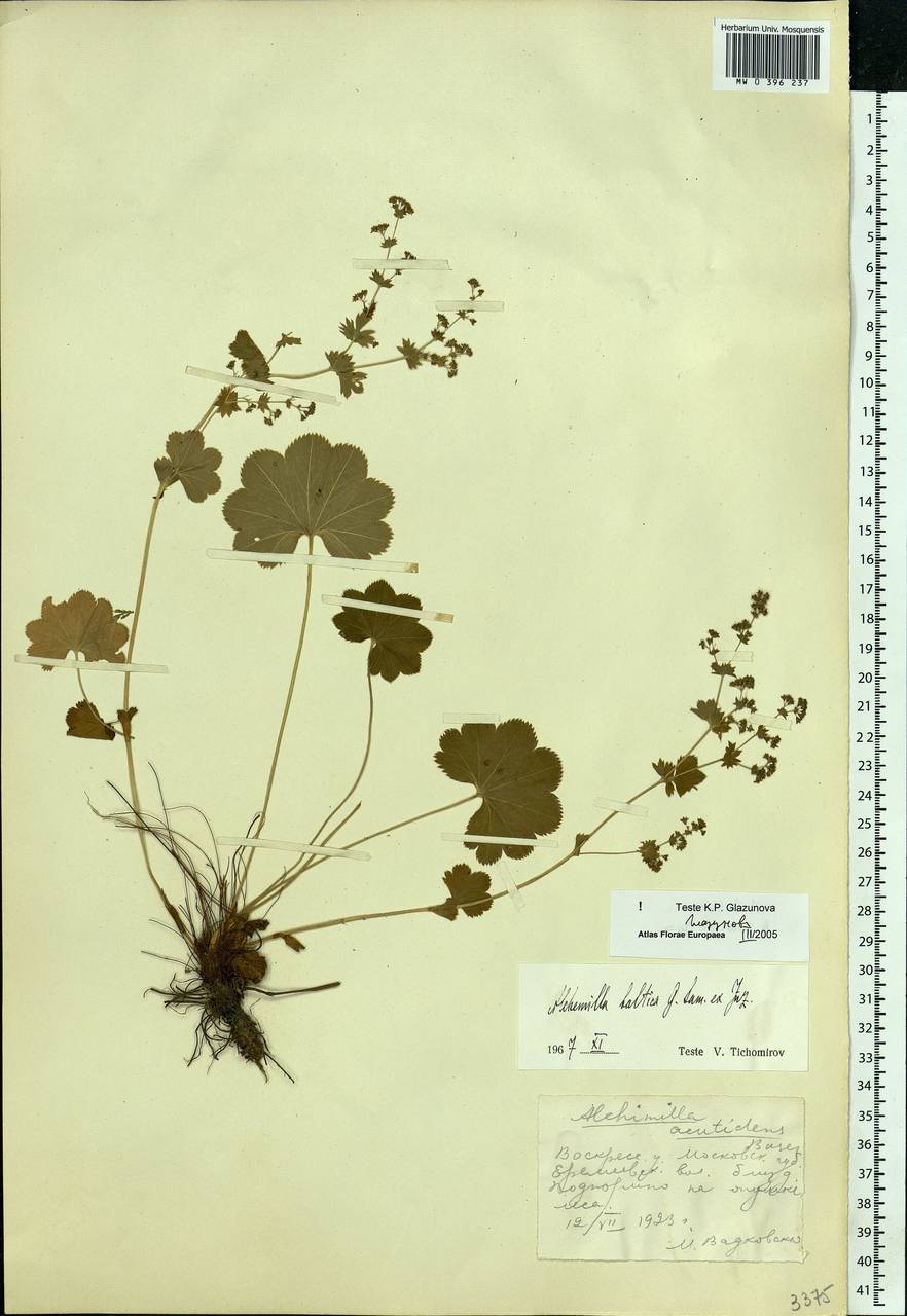 Alchemilla baltica Sam. ex Juz., Eastern Europe, Moscow region (E4a) (Russia)
