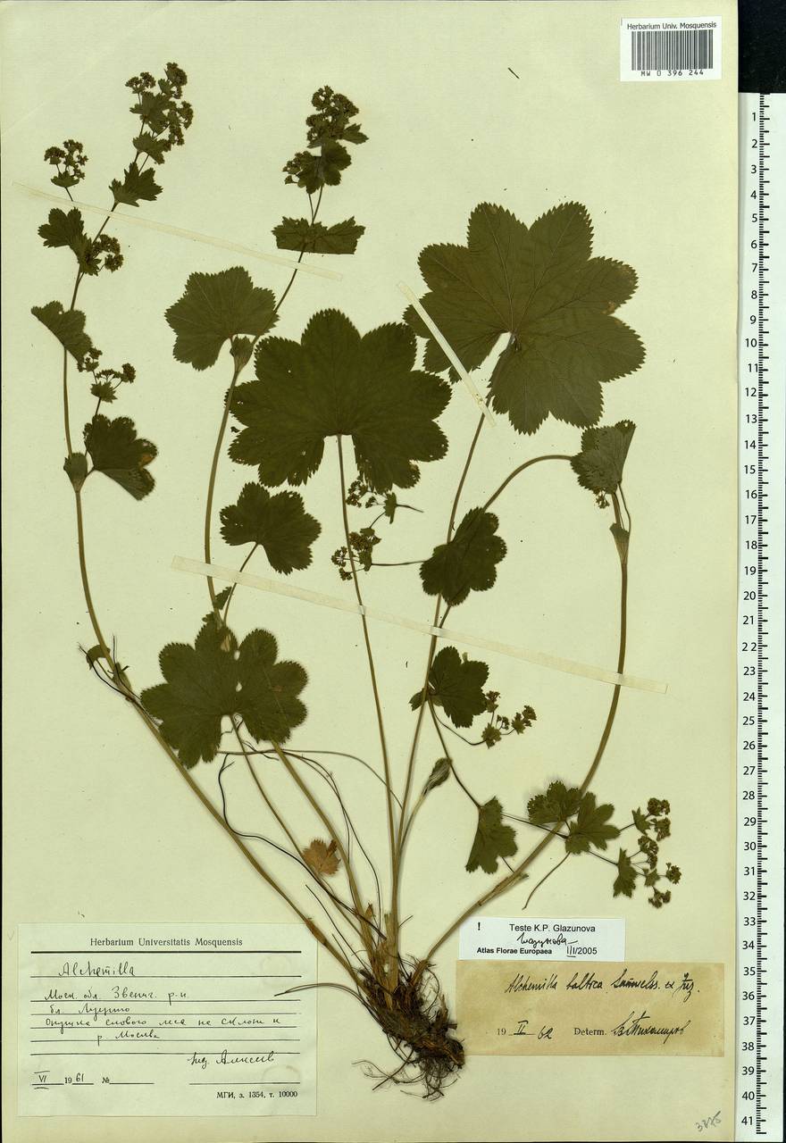 Alchemilla baltica Sam. ex Juz., Eastern Europe, Moscow region (E4a) (Russia)