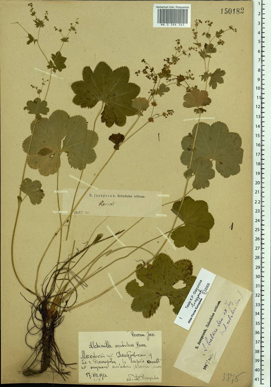 Alchemilla baltica Sam. ex Juz., Eastern Europe, Moscow region (E4a) (Russia)
