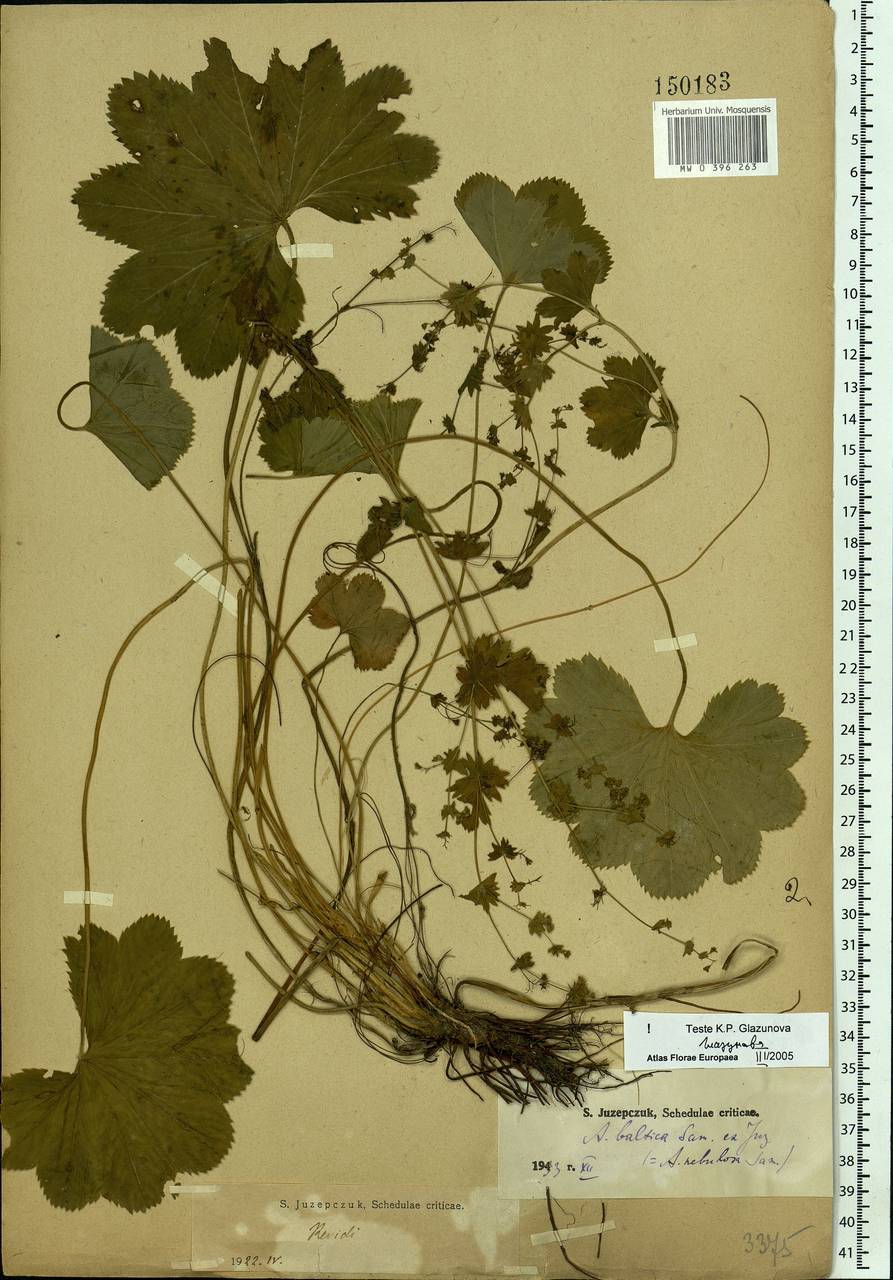 Alchemilla baltica Sam. ex Juz., Eastern Europe, Moscow region (E4a) (Russia)