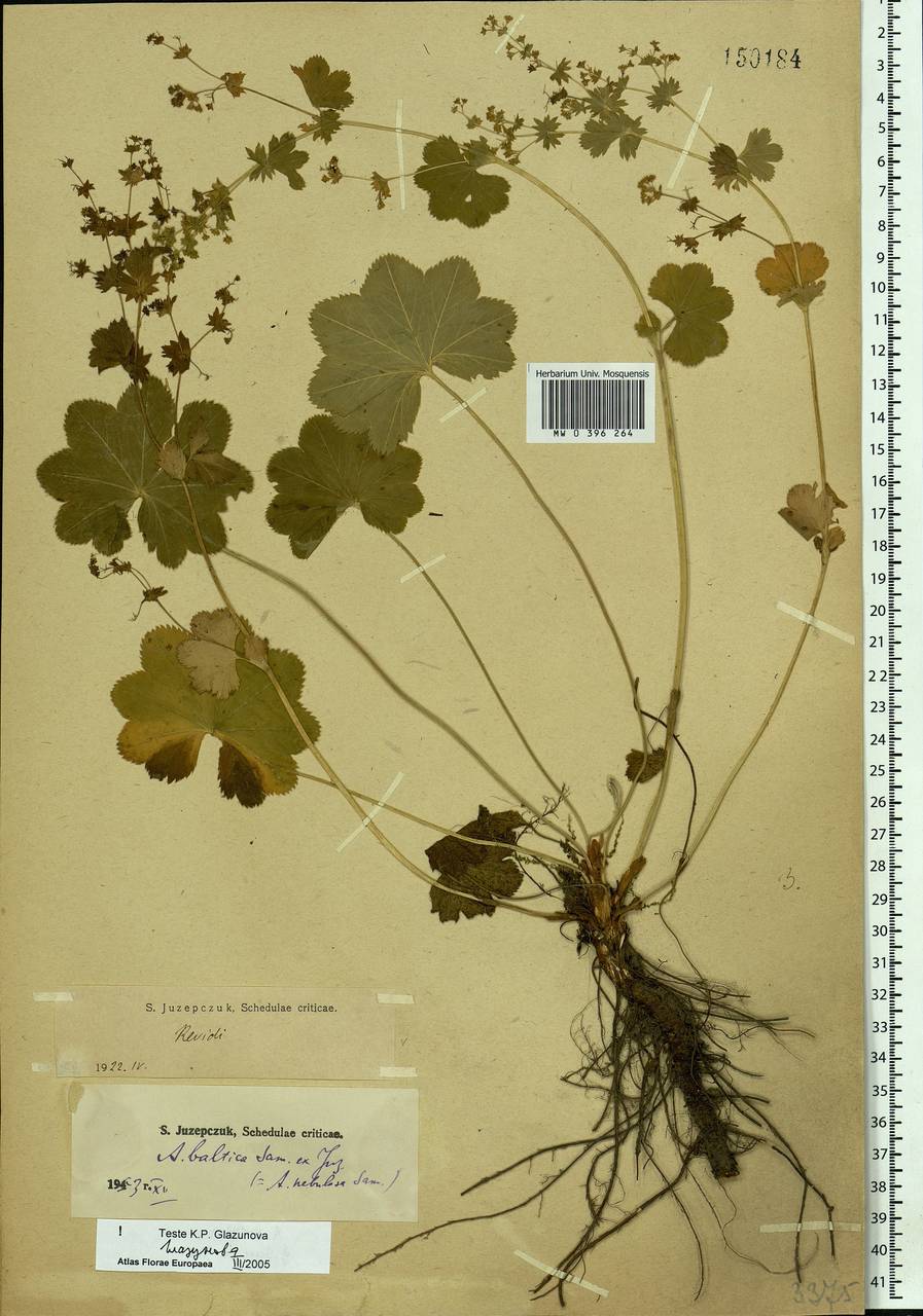 Alchemilla baltica Sam. ex Juz., Eastern Europe, Moscow region (E4a) (Russia)