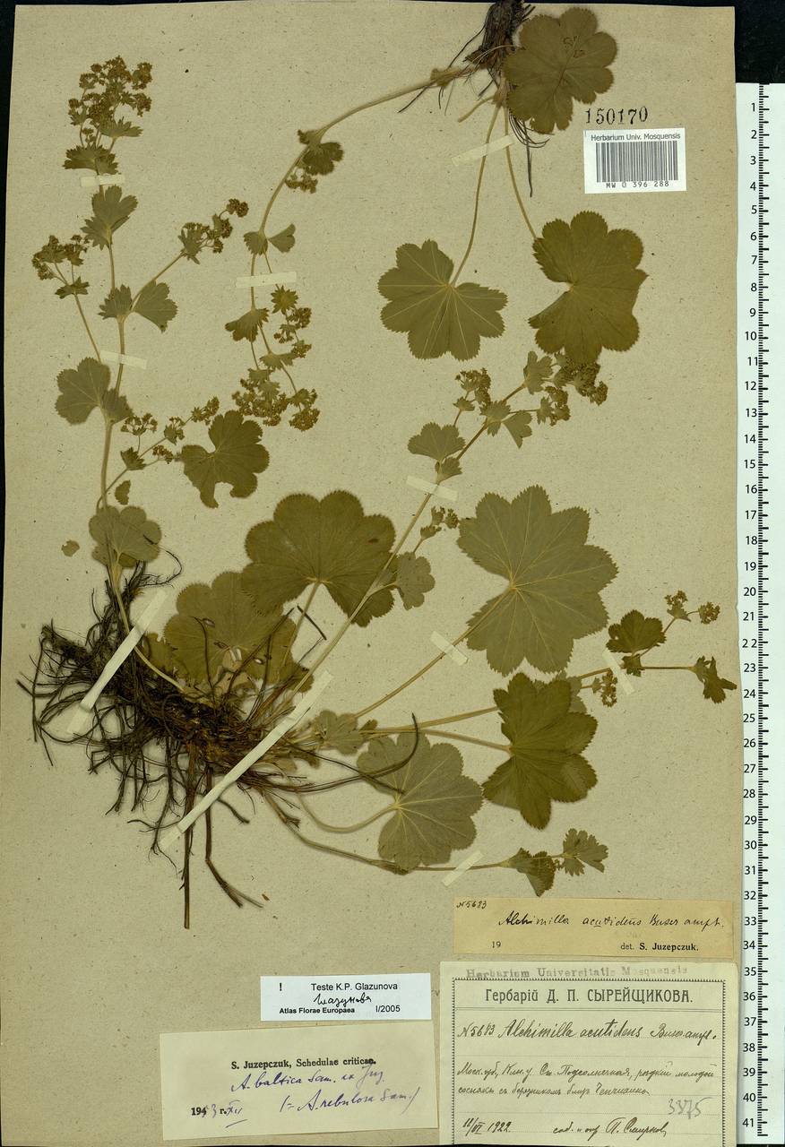 Alchemilla baltica Sam. ex Juz., Eastern Europe, Moscow region (E4a) (Russia)