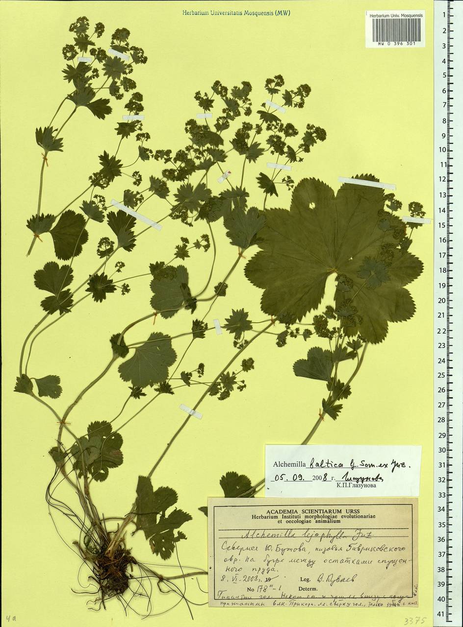 Alchemilla baltica Sam. ex Juz., Eastern Europe, Moscow region (E4a) (Russia)