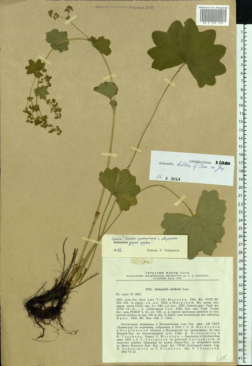 Alchemilla baltica Sam. ex Juz., Eastern Europe, Eastern region (E10) (Russia)