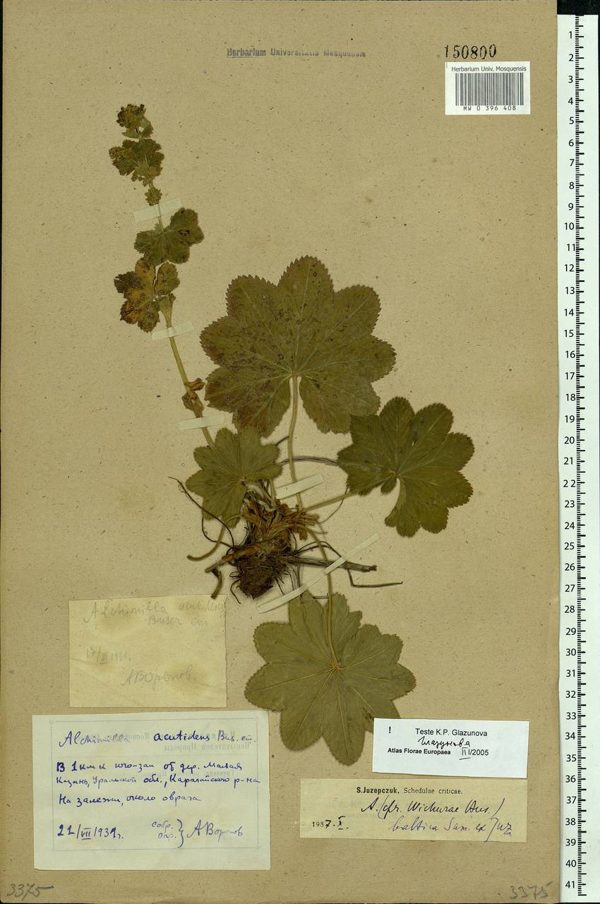 Alchemilla baltica Sam. ex Juz., Eastern Europe, Eastern region (E10) (Russia)
