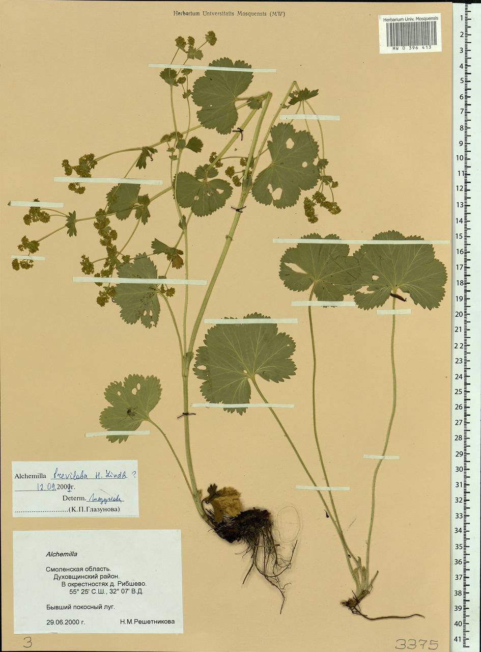 Alchemilla breviloba H. Lindb., Eastern Europe, Western region (E3) (Russia)
