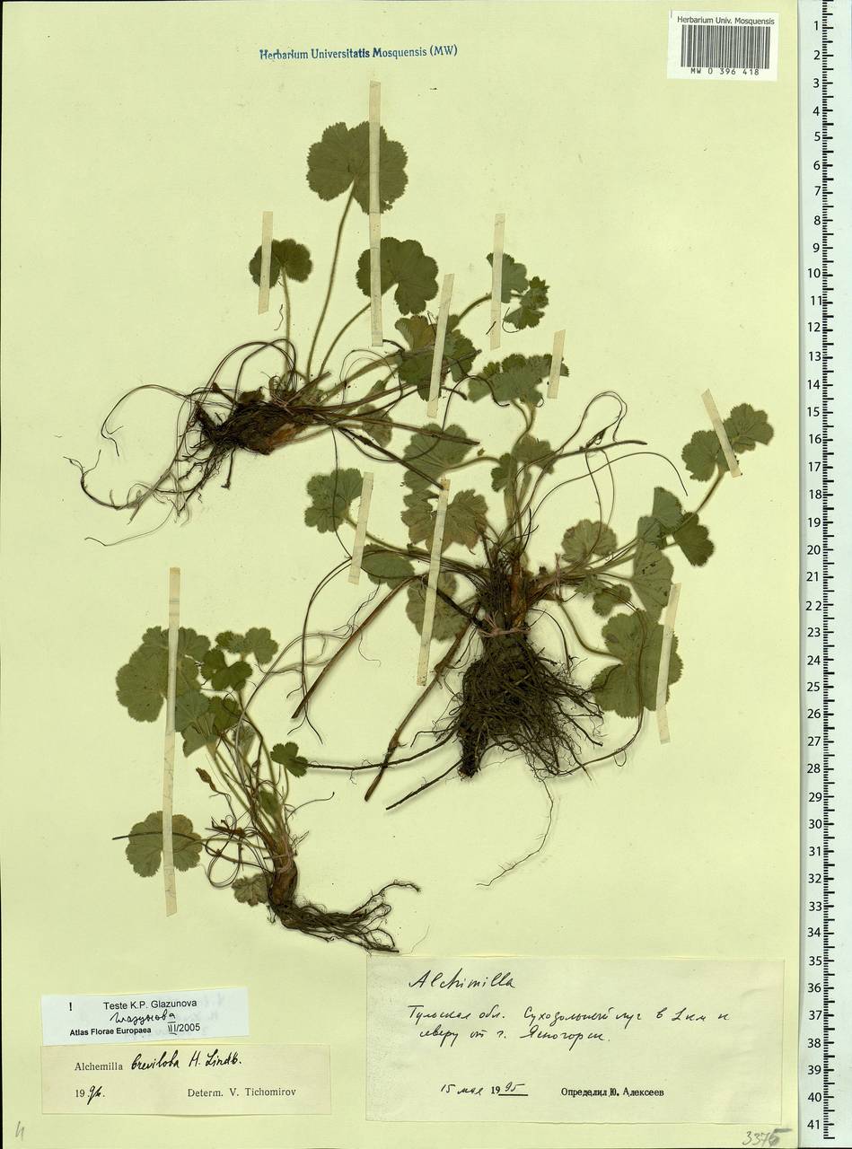 Alchemilla breviloba H. Lindb., Eastern Europe, Central region (E4) (Russia)