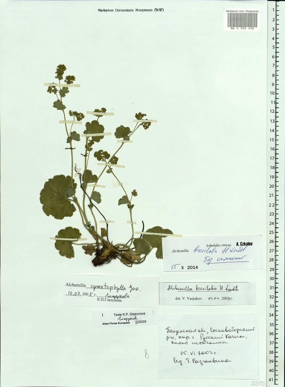 Alchemilla breviloba H. Lindb., Eastern Europe, Middle Volga region (E8) (Russia)