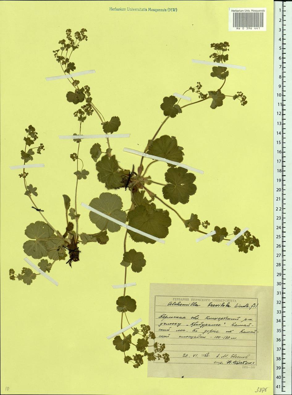 Alchemilla breviloba H. Lindb., Eastern Europe, Eastern region (E10) (Russia)