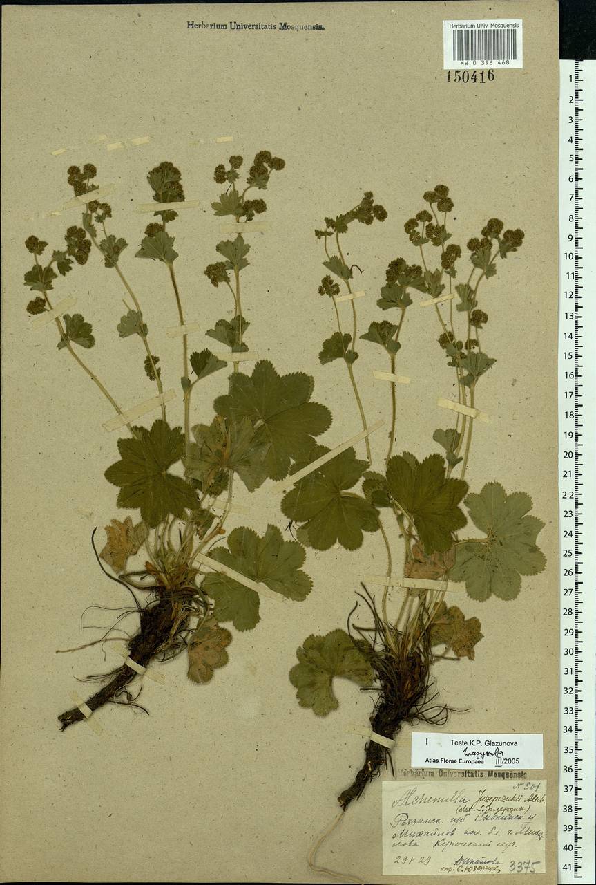 Alchemilla conglobata H. Lindb., Eastern Europe, Central region (E4) (Russia)
