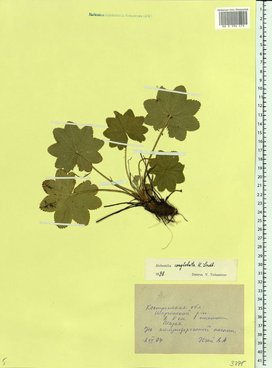 Alchemilla conglobata H. Lindb., Eastern Europe, Central forest region (E5) (Russia)