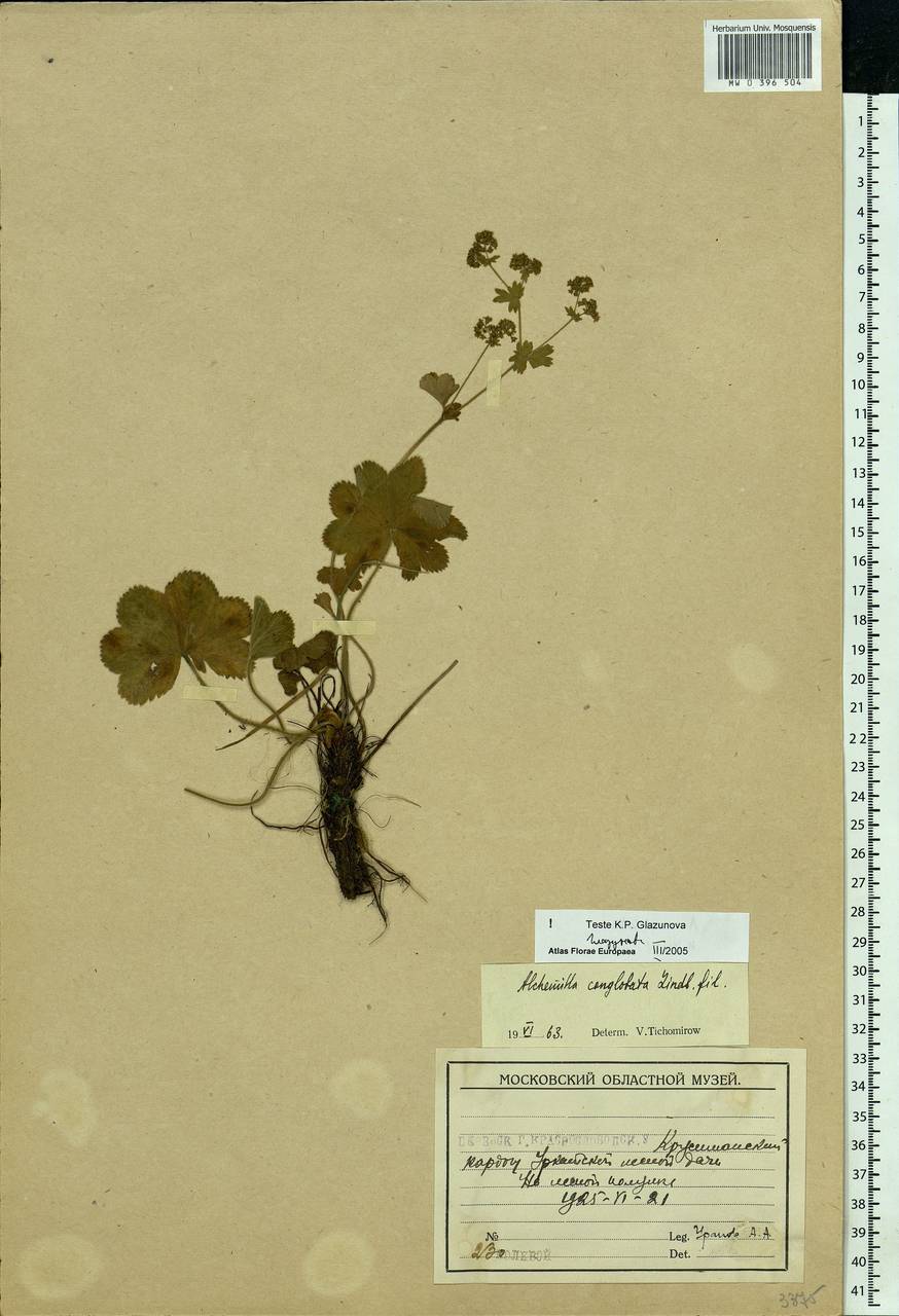 Alchemilla conglobata H. Lindb., Eastern Europe, Middle Volga region (E8) (Russia)