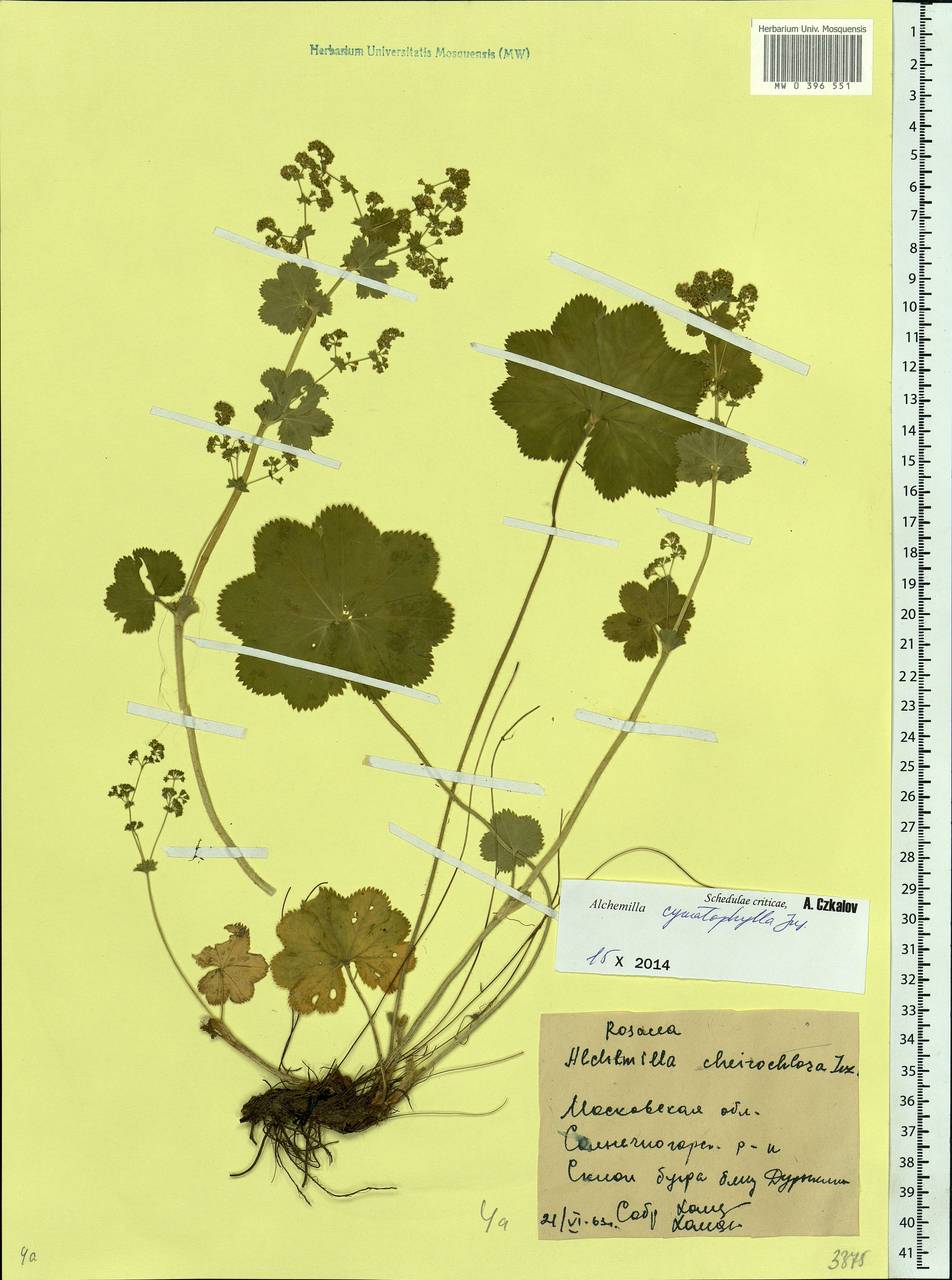 Alchemilla cymatophylla Juz., Eastern Europe, Moscow region (E4a) (Russia)