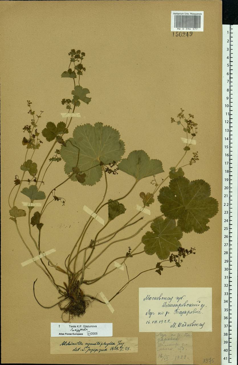 Alchemilla cymatophylla Juz., Eastern Europe, Moscow region (E4a) (Russia)