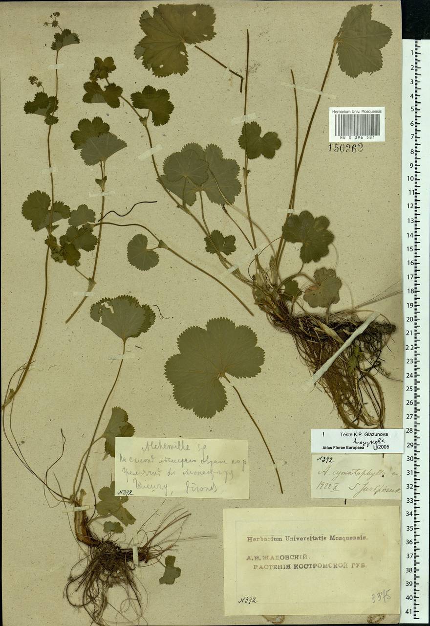 Alchemilla cymatophylla Juz., Eastern Europe, Central forest region (E5) (Russia)