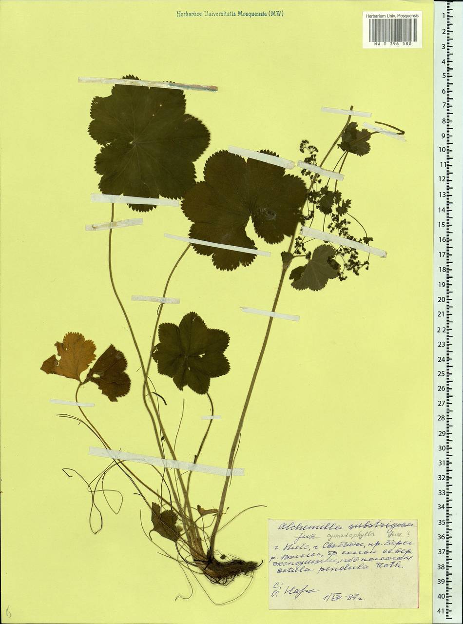 Alchemilla cymatophylla Juz., Eastern Europe, Central forest region (E5) (Russia)