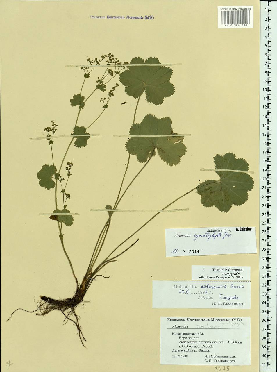Alchemilla cymatophylla Juz., Eastern Europe, Volga-Kama region (E7) (Russia)