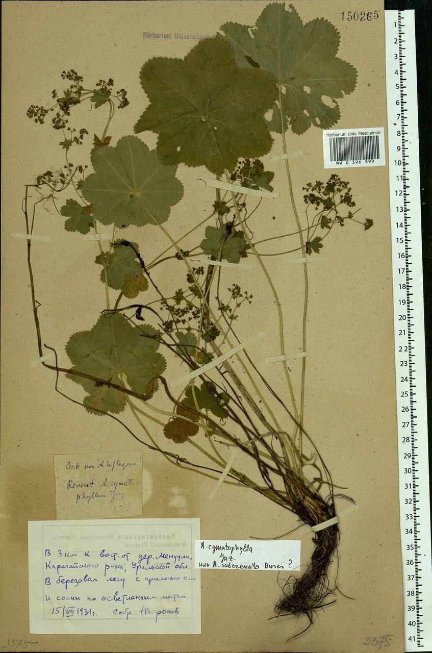 Alchemilla cymatophylla Juz., Eastern Europe, Eastern region (E10) (Russia)