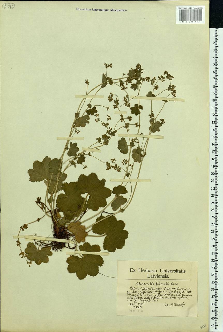 Alchemilla filicaulis Buser, Eastern Europe, Latvia (E2b) (Latvia)