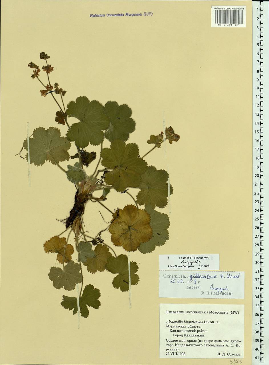 Alchemilla gibberulosa H. Lindb., Eastern Europe, Northern region (E1) (Russia)