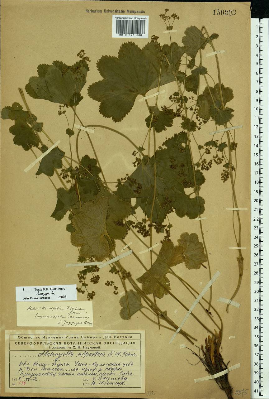 Alchemilla glabra Neygenf., Eastern Europe, Northern region (E1) (Russia)