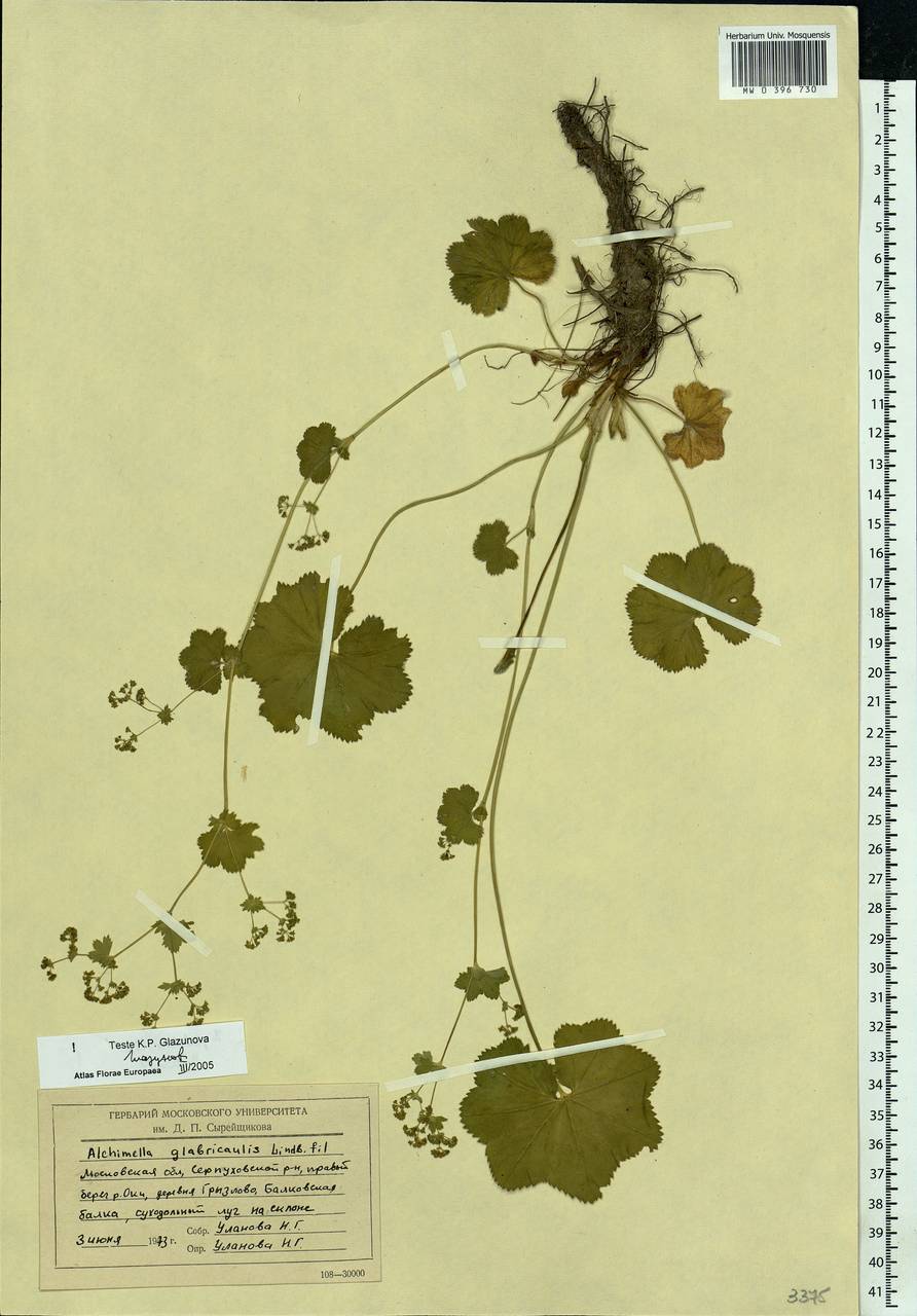 Alchemilla glabricaulis H. Lindb., Eastern Europe, Moscow region (E4a) (Russia)