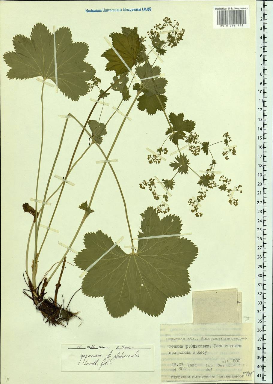 Alchemilla glabricaulis H. Lindb., Eastern Europe, Eastern region (E10) (Russia)