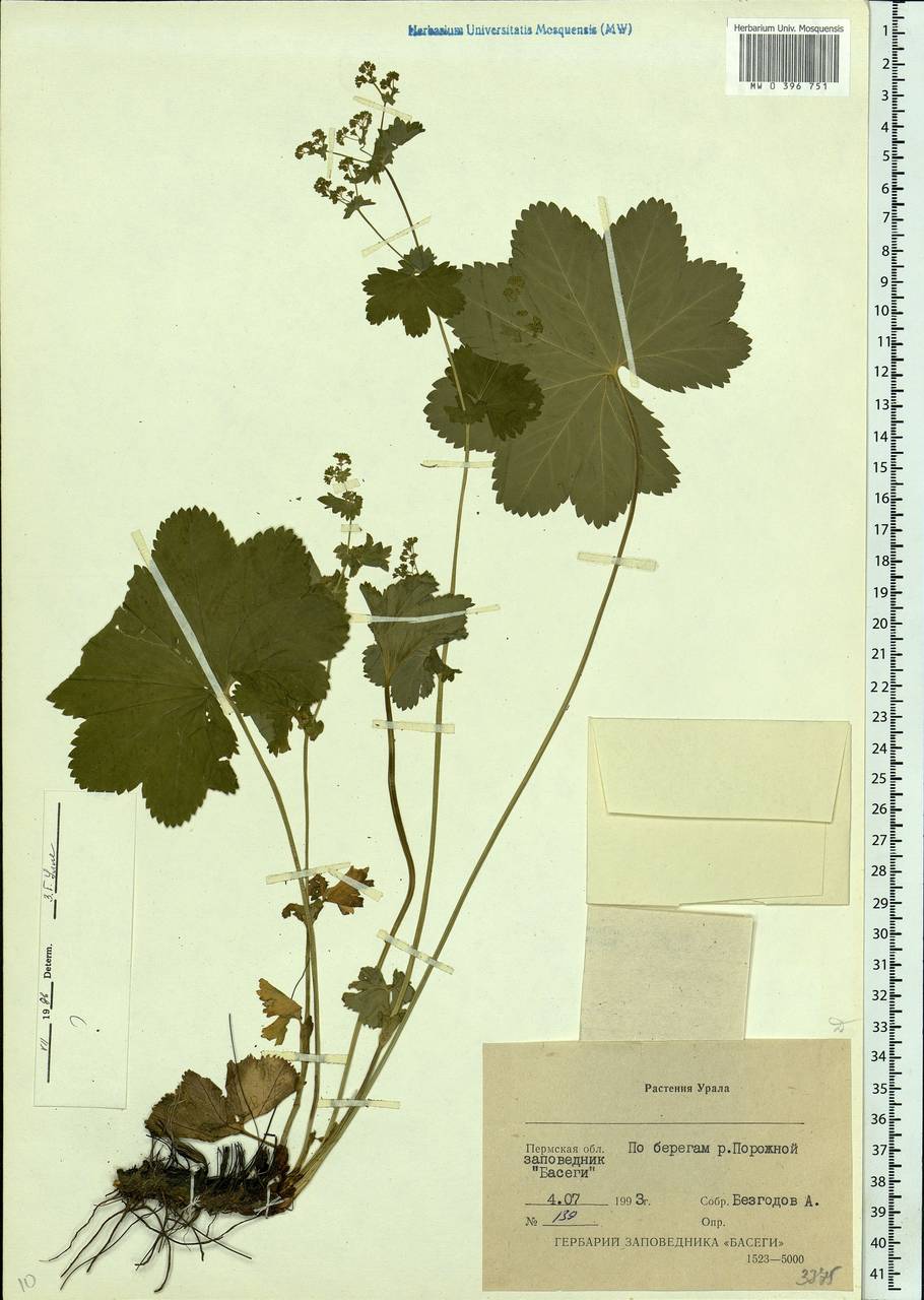 Alchemilla glabricaulis H. Lindb., Eastern Europe, Eastern region (E10) (Russia)