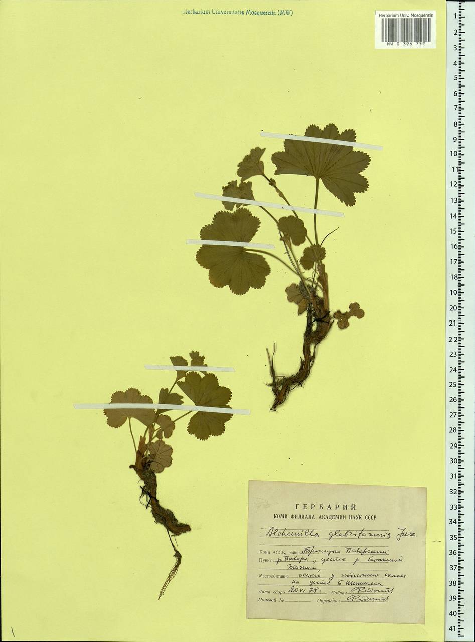 Alchemilla glabriformis Juz., Eastern Europe, Northern region (E1) (Russia)