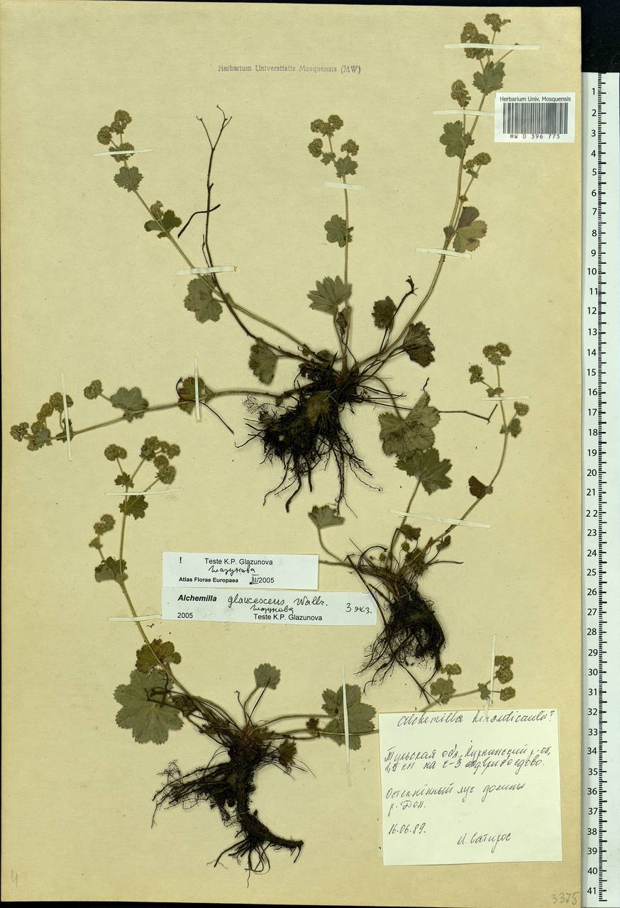Alchemilla glaucescens Wallr., Eastern Europe, Central region (E4) (Russia)