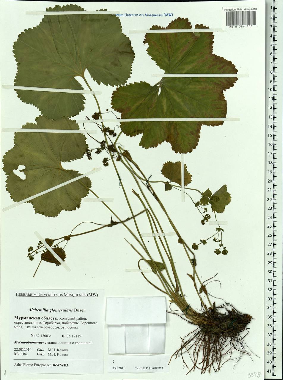 Alchemilla glomerulans Buser, Eastern Europe, Northern region (E1) (Russia)