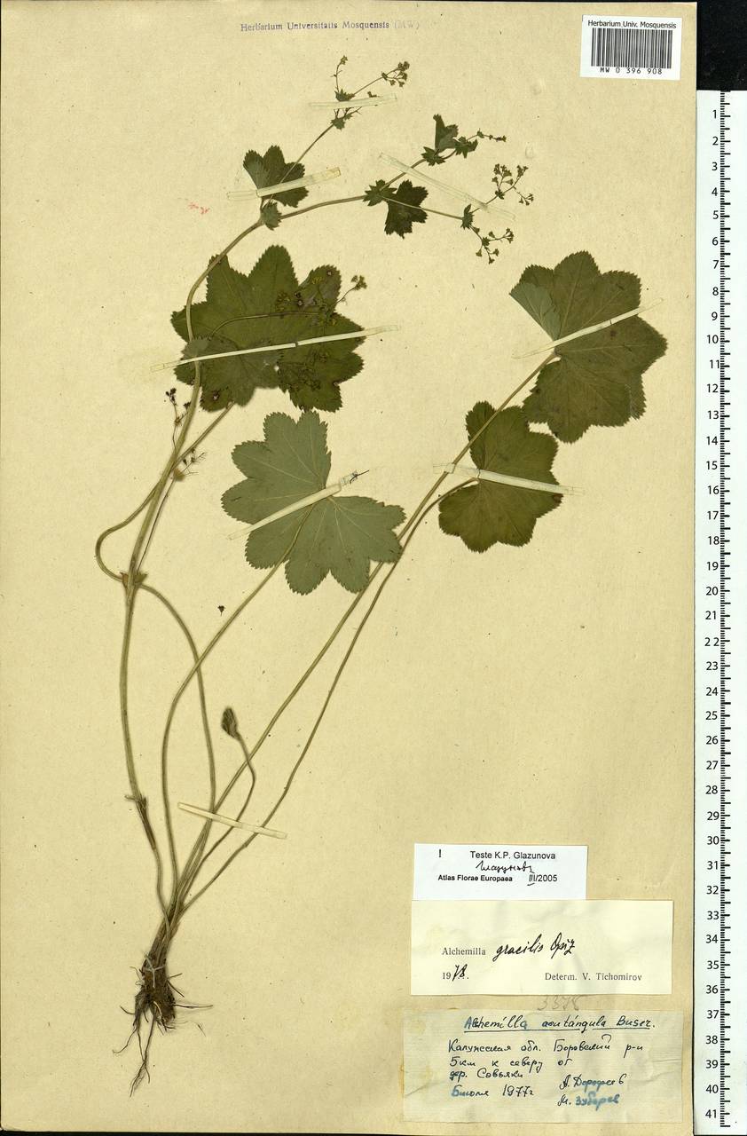 Alchemilla micans Buser, Eastern Europe, Central region (E4) (Russia)