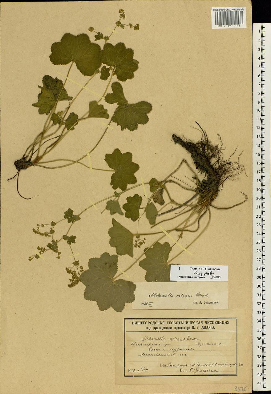 Alchemilla glabricaulis H. Lindb., Eastern Europe, Volga-Kama region (E7) (Russia)