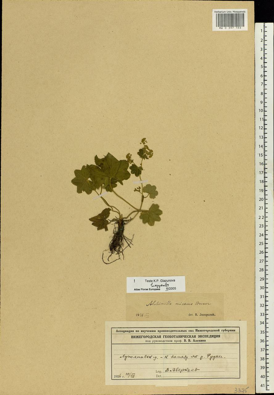 Alchemilla glabricaulis H. Lindb., Eastern Europe, Volga-Kama region (E7) (Russia)