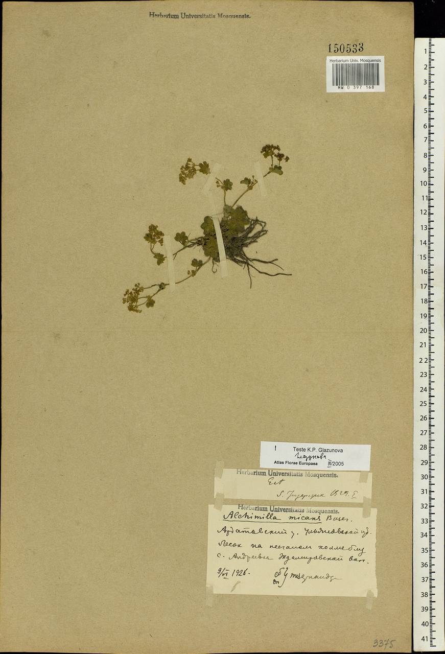 Alchemilla glabricaulis H. Lindb., Eastern Europe, Middle Volga region (E8) (Russia)