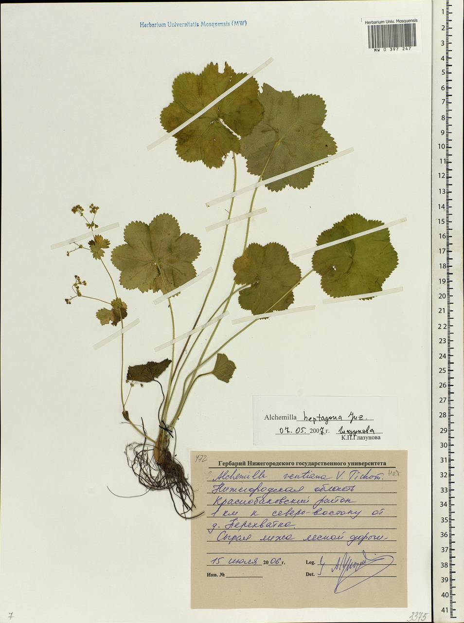 Alchemilla heptagona Juz., Eastern Europe, Volga-Kama region (E7) (Russia)
