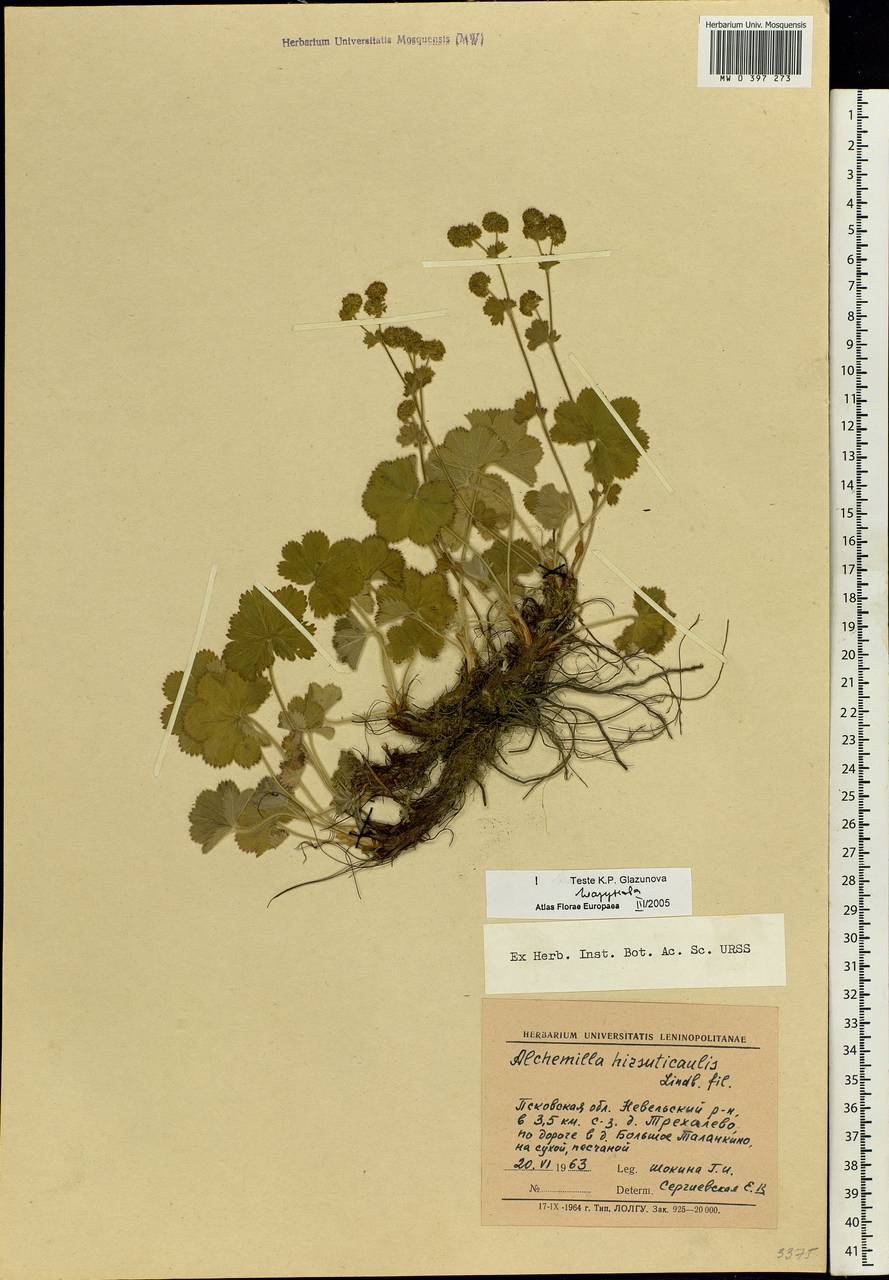 Alchemilla hirsuticaulis H. Lindb., Eastern Europe, North-Western region (E2) (Russia)