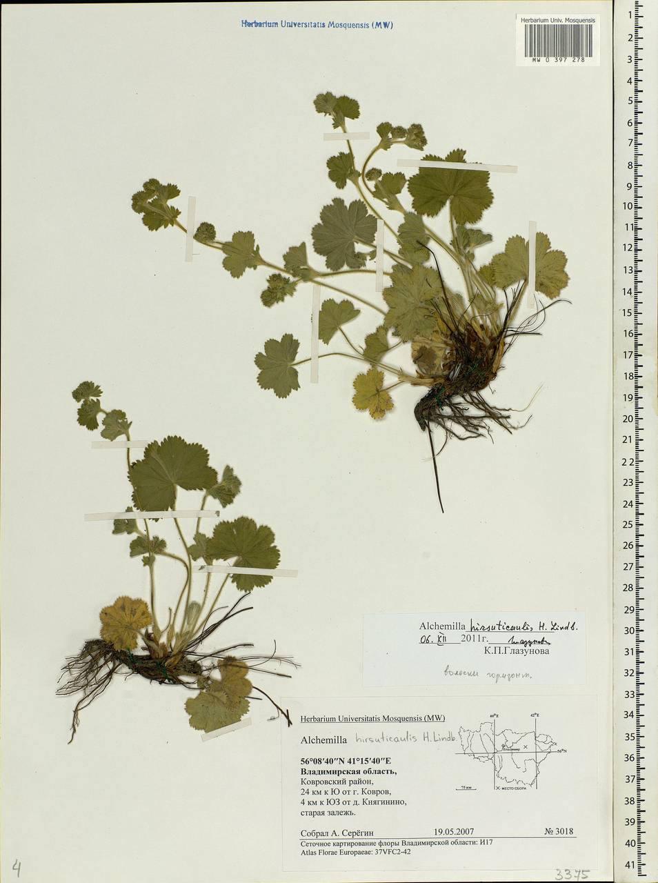 Alchemilla hirsuticaulis H. Lindb., Eastern Europe, Central region (E4) (Russia)