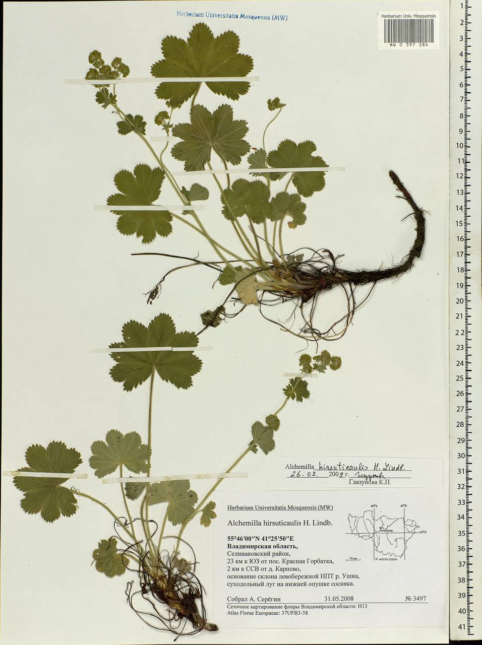 Alchemilla hirsuticaulis H. Lindb., Eastern Europe, Central region (E4) (Russia)