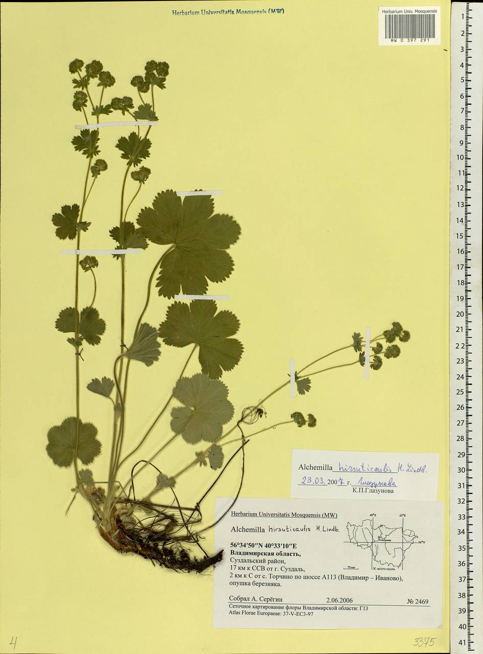 Alchemilla hirsuticaulis H. Lindb., Eastern Europe, Central region (E4) (Russia)