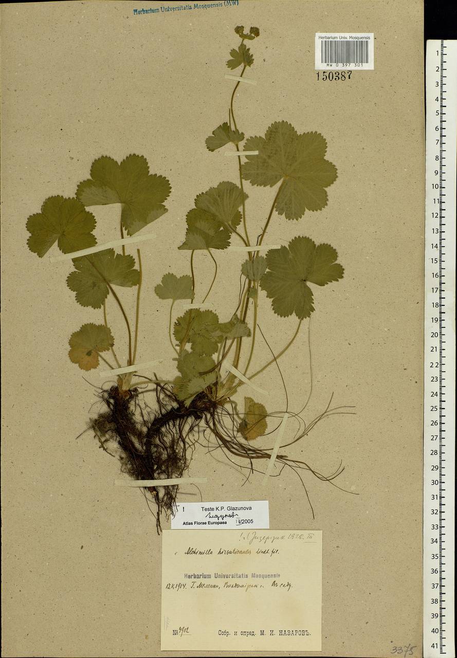 Alchemilla hirsuticaulis H. Lindb., Eastern Europe, Central region (E4) (Russia)