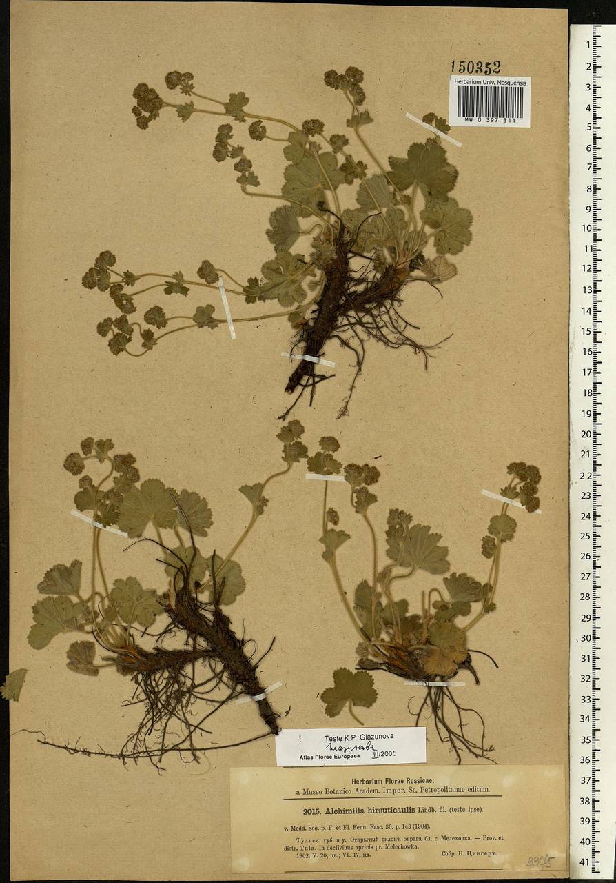 Alchemilla hirsuticaulis H. Lindb., Eastern Europe, Central region (E4) (Russia)