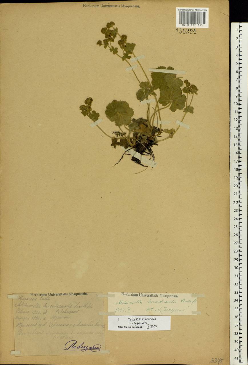 Alchemilla hirsuticaulis H. Lindb., Eastern Europe, Central region (E4) (Russia)