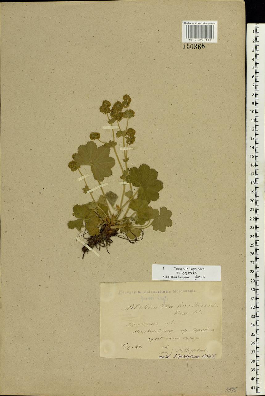 Alchemilla hirsuticaulis H. Lindb., Eastern Europe, Central region (E4) (Russia)